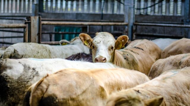 live export cattle marts prices store cattle, factory buyers, TB rates in Northern Ireland have hit their highest rate in more than a decade, tb tax