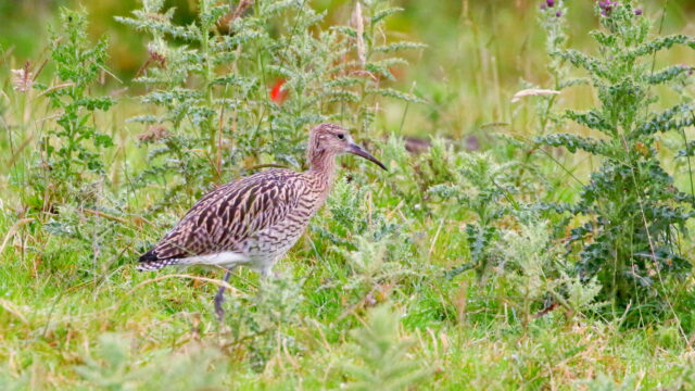 curlew