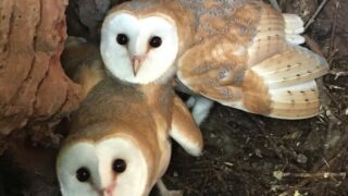 Co. Down farmer helps to rear barn owl chicks