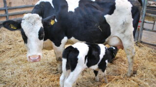 NI dairy farmers wanted for ‘exciting’ colostrum project