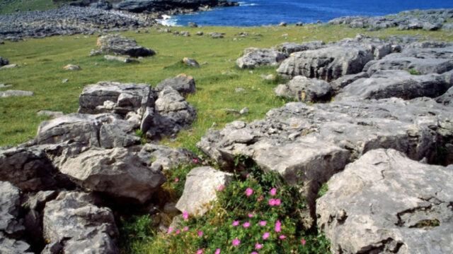 Burren, biodiversity