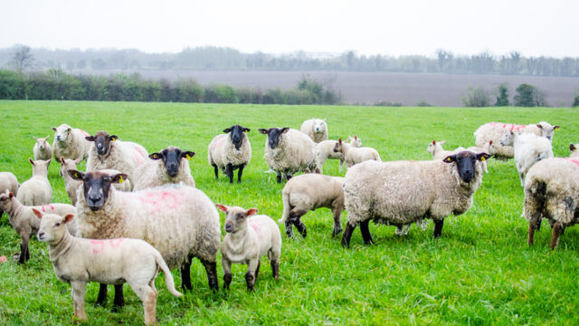 blowfly sheep