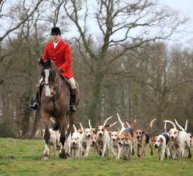 Defra advances trail hunting ban as consultation opens to public