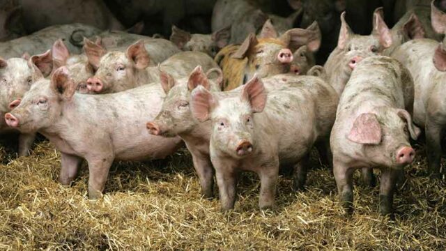 pigs animal disease