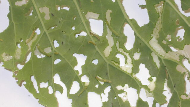 Diamondback moth