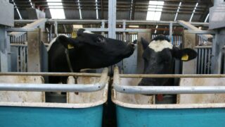 World Dairy Summit: The Co. Down herd in the top 1% of £PLI rankings