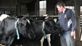 NI indepth: ‘New Zealand inspired me to swap sucklers for dairy cows’
