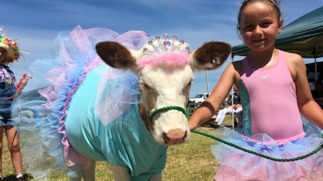 Heather Martin reports on her Holstein UK Holstein Australia exchange