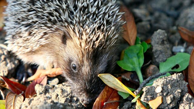 hedgehog