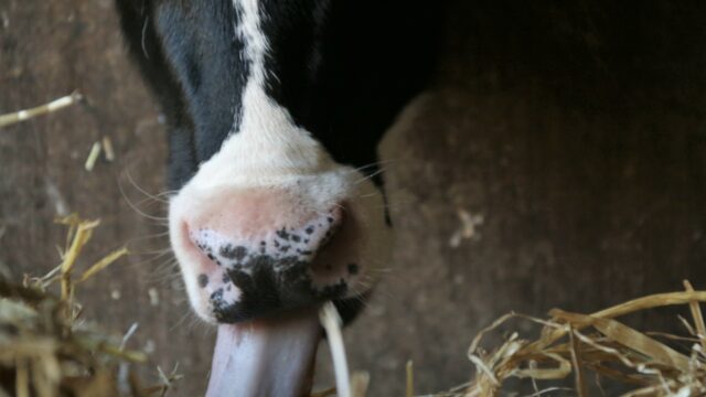 calves, straw,