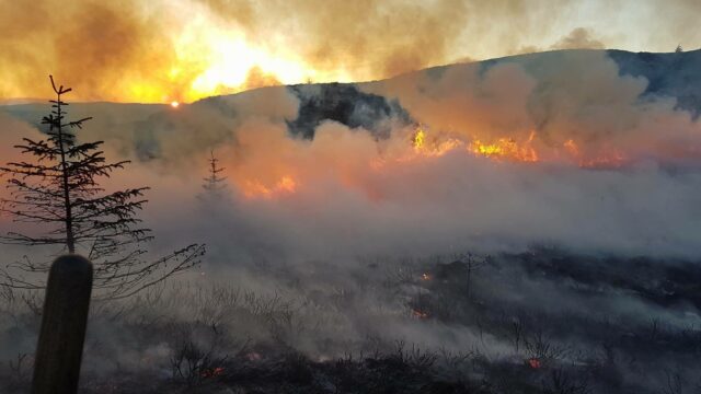 gorse fires BPS