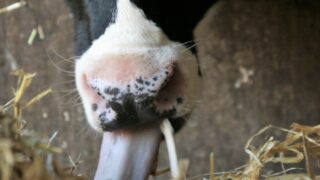 Fodder in the North: ‘Not a crisis – but it’s not far off one’
