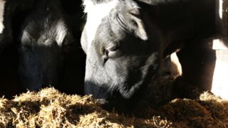 Supplementary feed costing Antrim farmer £10,000 a month