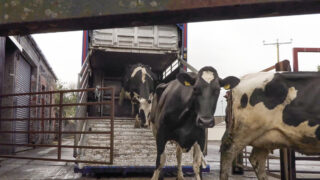 Dungiven dairy farmer ‘fed up’ of red tape to move to Canada