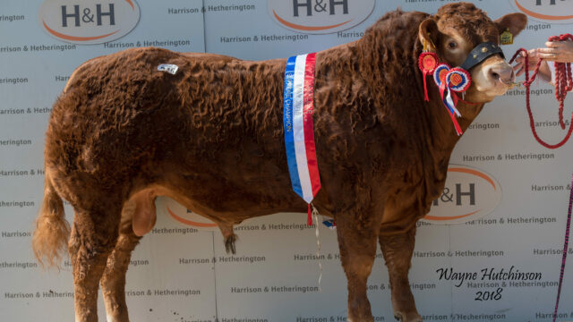 Ampertaine Majesic, the pre-sale Overall Champion sold for 35,000gns