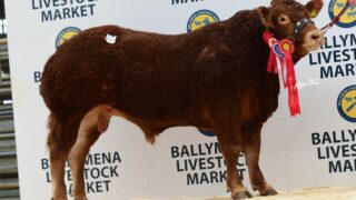 Judge manages a ‘cracker’ with Carmorn Nutcracker