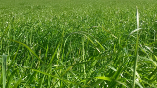 Germinal sells Morton’s brand