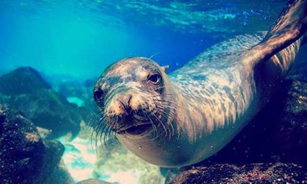 Hen Weekend, Hen Do & Hen Party Sea Life Park Daytime Activity