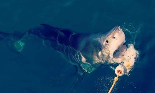 Albufeira Hen Do Ideas and Activities - Shark Fishing