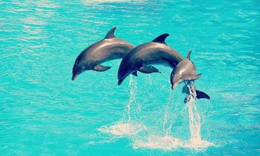 Marbella Hen Do Ideas and Activities - Dolphin Spotting