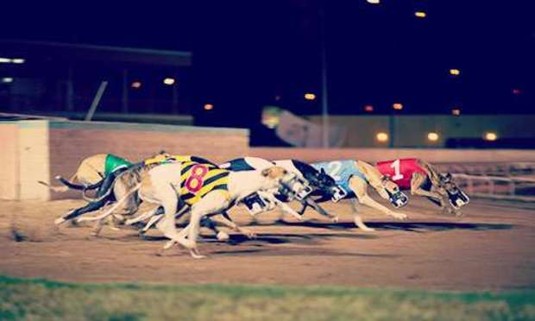 Sheffield - Hen Party Ideas & Activities - Night at the Dogs