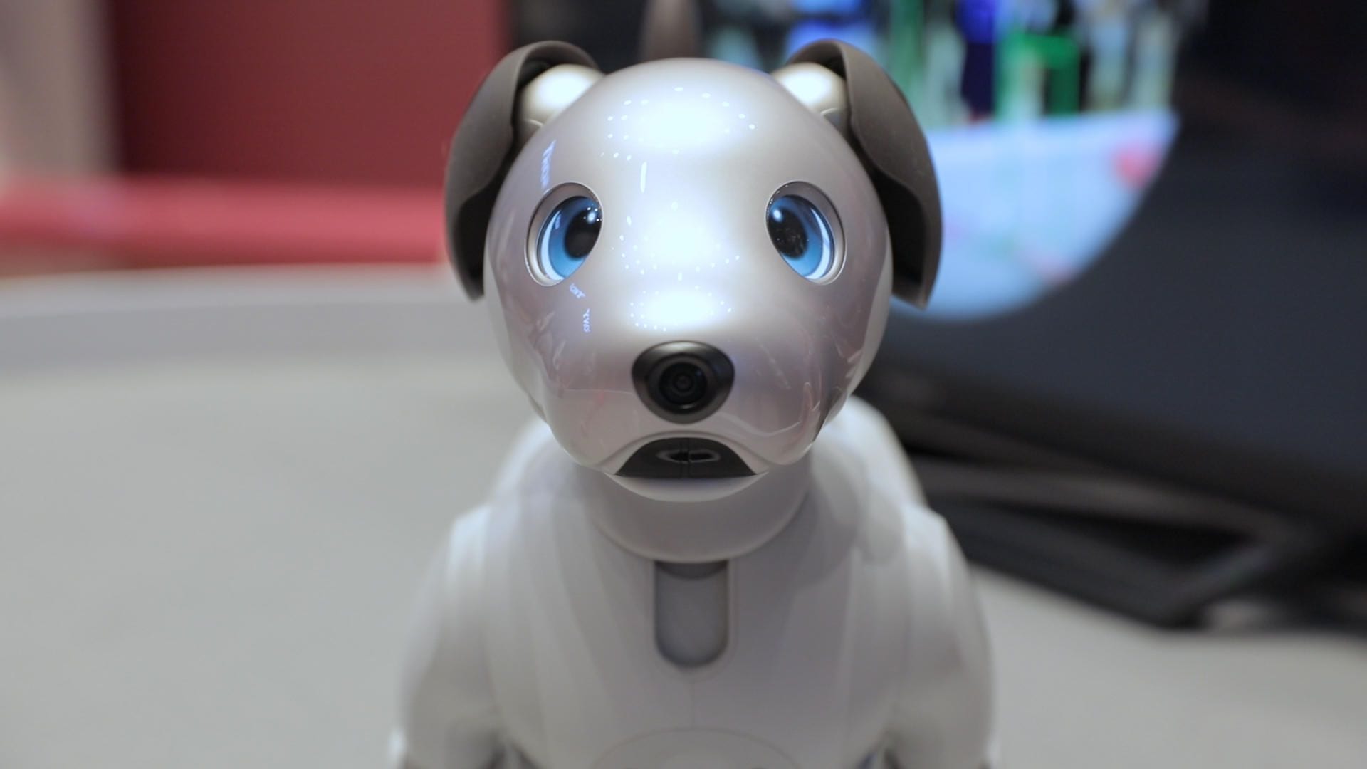 الكلب الروبوتي أيبو