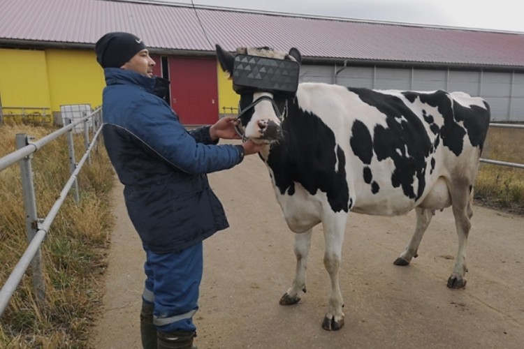 أبقار ترتدي نظارات الواقع الافتراضي لإنتاج حليب أفضل