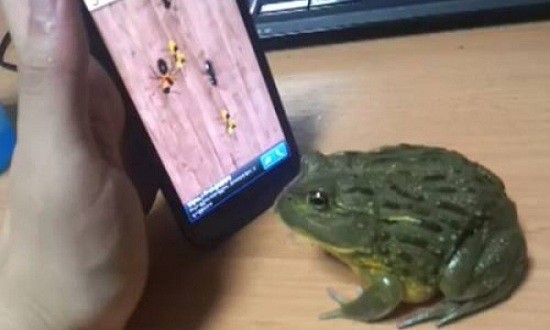 frog and phone