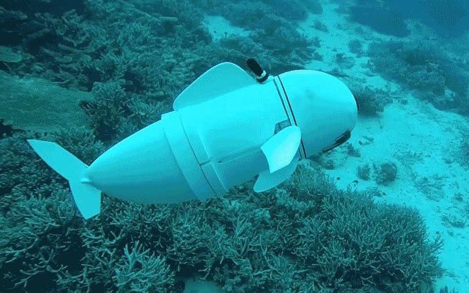 علماء يستخدمون السمكة الروبوت في التجسس على الأسماك الحقيقية