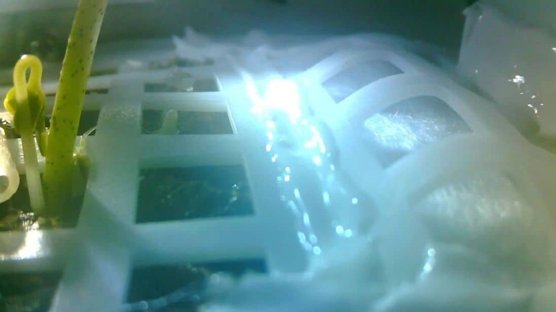 الصين تنجح في زراعة النباتات على القمر