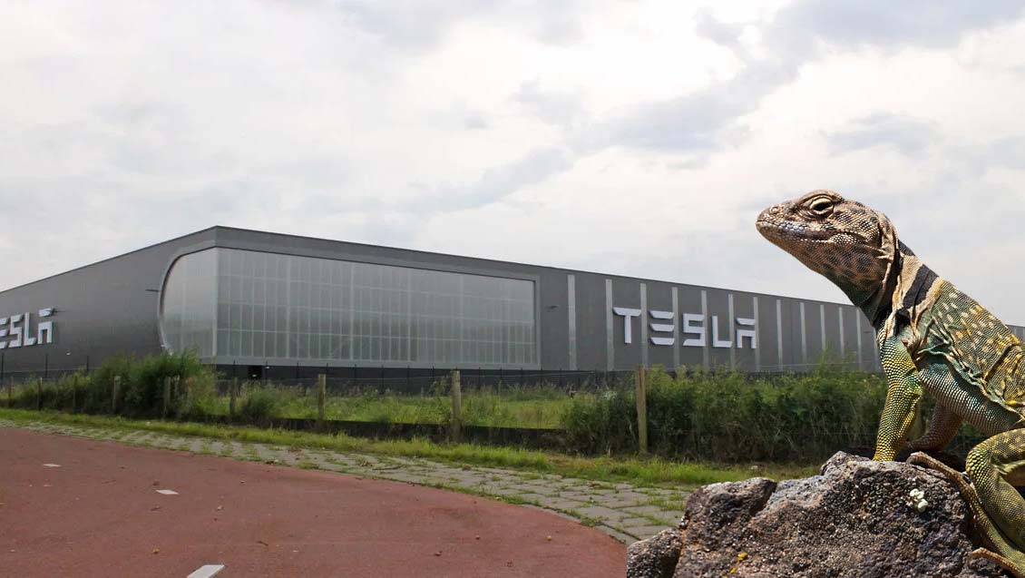 شركة تسلا في أزمة كبرى، و"السحالي" هي السبب