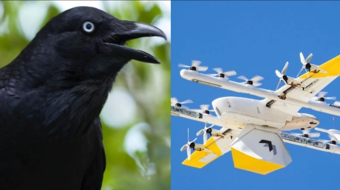 الغربان تهاجم طائرات جوجل المسيرة وترغمها على التوقف