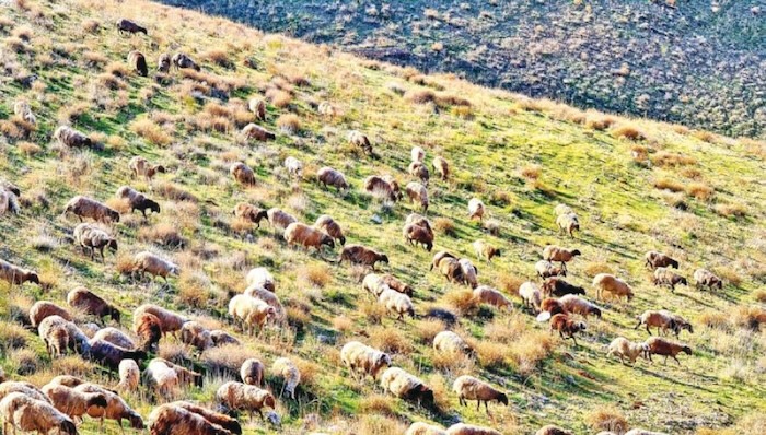 إصدار سجل مربي