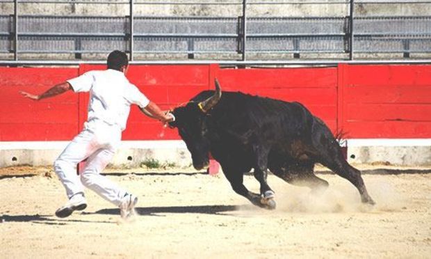 Baby Bull Running for Stag Weekend, Stag Do and Stag Party