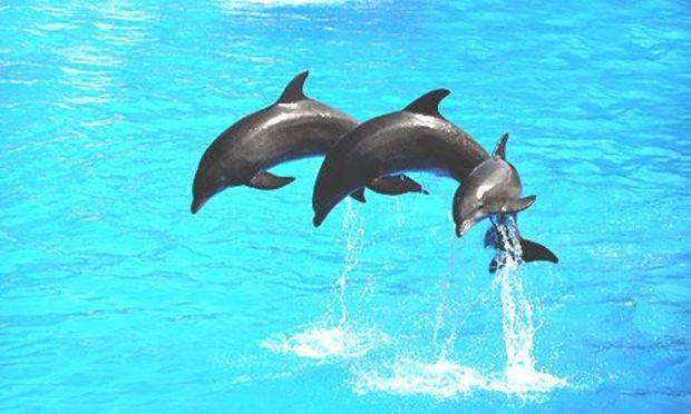 Dolphin Spotting for Stag Dos, Stag Weekends and Stag Parties