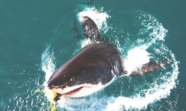 Shark Fishing Trip Activity for Stag Do, Stag Party and Stag Weekend