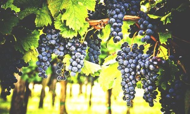 Vineyard Tour Experience for Stag Weekends