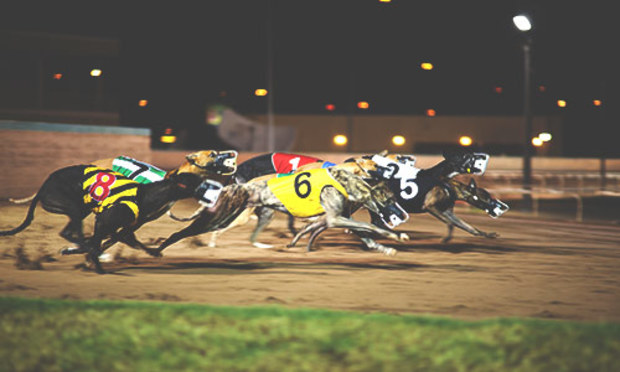 Galway - Night at the Dogs - Stag Party Ideas - Stag Weekends