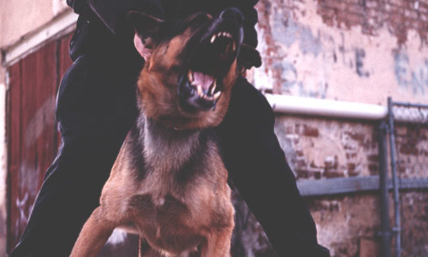 Dog being held with mouth open