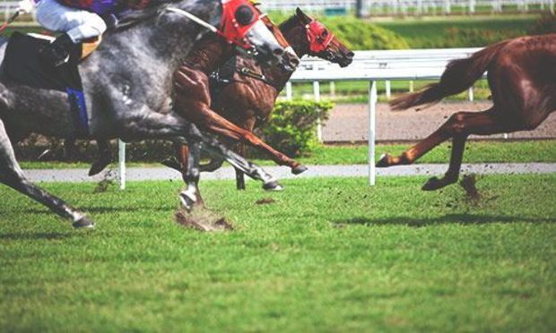 Horses running the Grand National