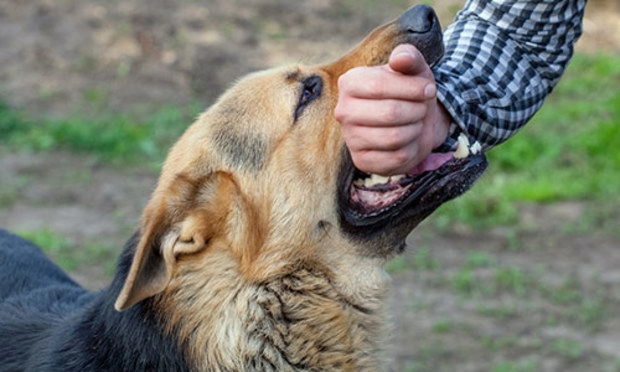 Dog biting a mans arm