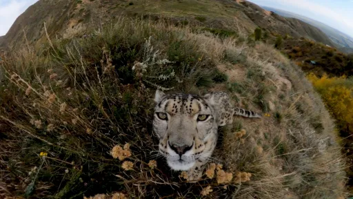 Snow leopard