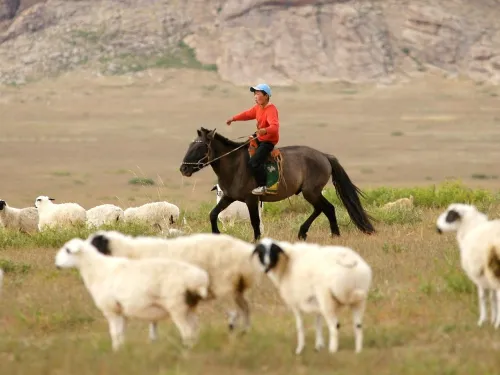 Sheep and a person on a horse