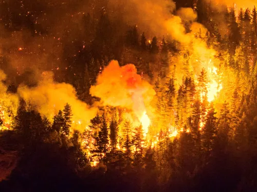 Flames rip through a forest at night