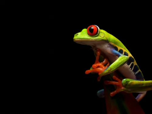 A tree frog perches on a leaf