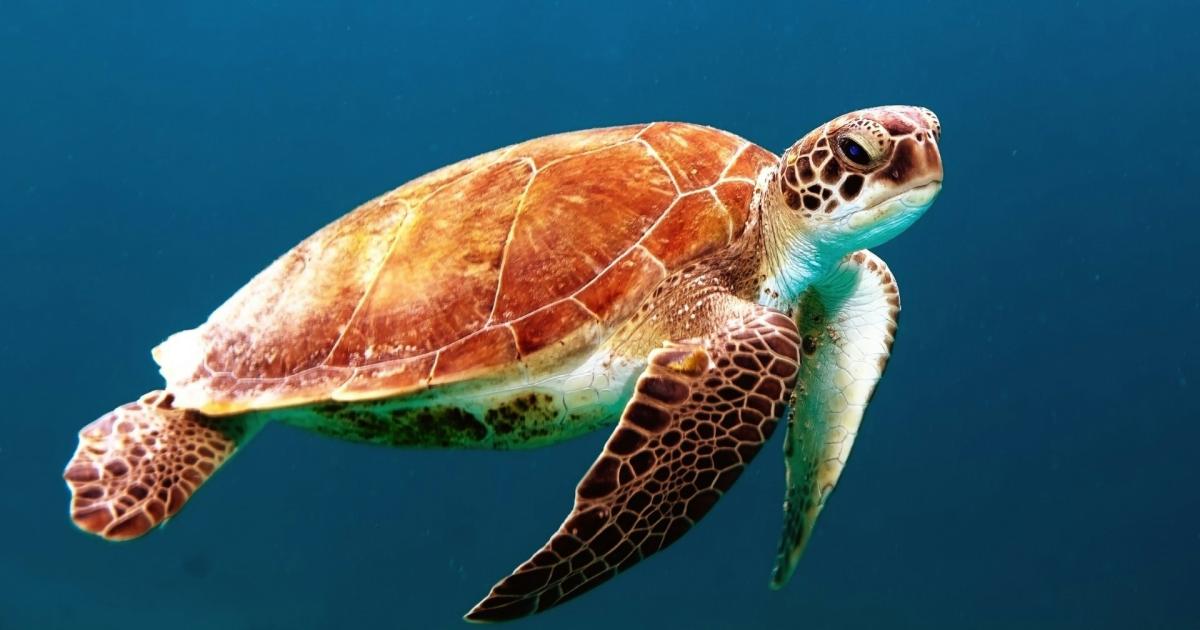 Nairobi Convention at 40: A Legacy of Regional Ocean Governance and Cooperation