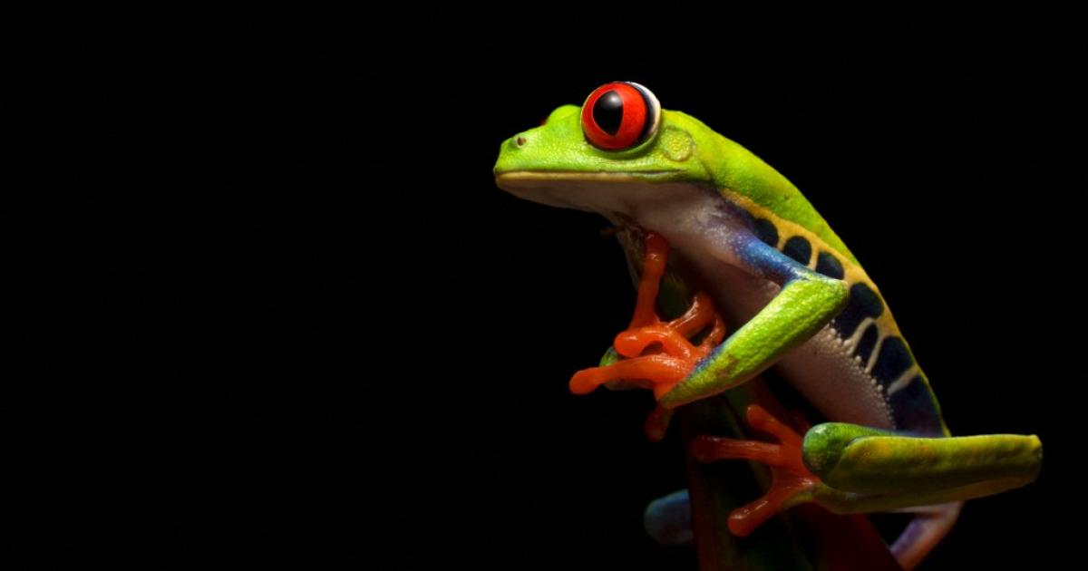 Here’s what to expect at a “pivotal” UN conference on biodiversity that begins today