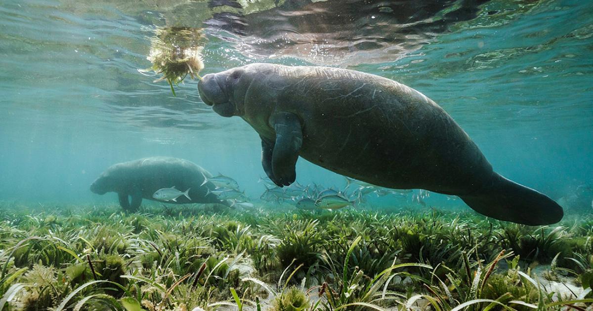 Nairobi Convention marks 40 years as COP12 charts future of ocean governance