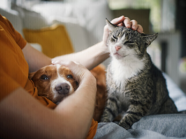 A Gentle Goodbye: Why More Families Are Choosing Home Euthanasia