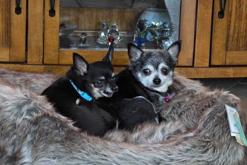 Lilly and Luna